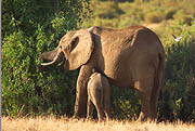 Elephant with calfSamburu Kenya